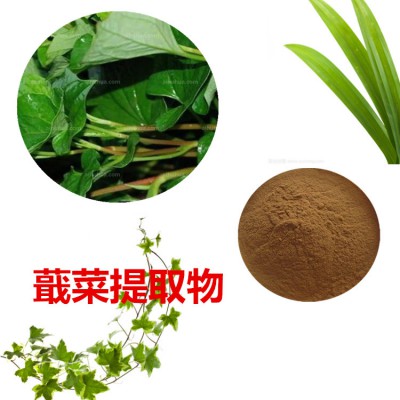 蕺菜浸膏粉  蕺菜提取物  蕺菜粉  蕺菜提取液