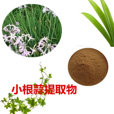 小根蒜浸膏粉 小根蒜提取物  小根蒜粉 小根蒜提取液