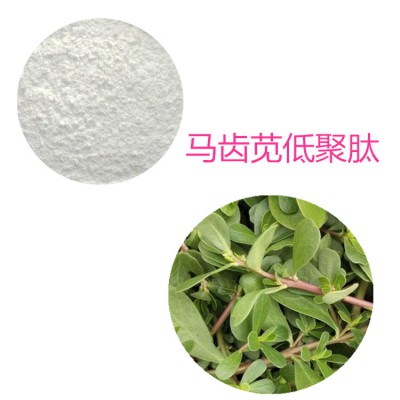 马齿苋蛋白肽 马齿苋多肽 马齿苋小分子肽 马齿苋蛋白