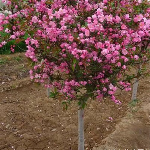 5公分6公分8公分垂丝海棠 种植垂丝海棠基地