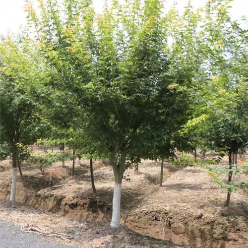 2021年鸡爪槭 基地供应鸡爪槭尺寸3-15公分