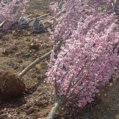 丛生榆叶梅 榆叶梅基地直销 尺寸有3-15公分榆叶梅