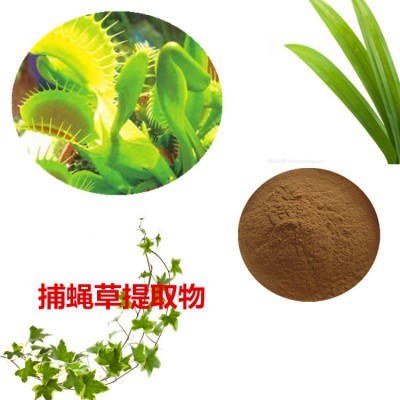捕蝇草提取物 捕蝇草粉 捕蝇草速溶粉 捕蝇草浸膏粉