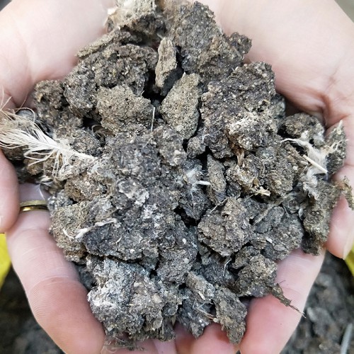 干鸡粪 干鸡粪颗粒 晒干鸡粪块