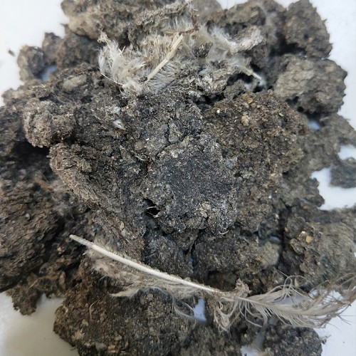 鸡粪 发酵鸡粪 发酵鸡粪块