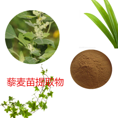 藜麦苗提取物 藜麦苗粉 藜麦苗速溶粉 藜麦苗浸膏粉