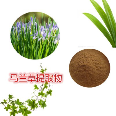 马兰草提取物 马兰草粉 马兰草速溶粉 马兰草浸膏粉