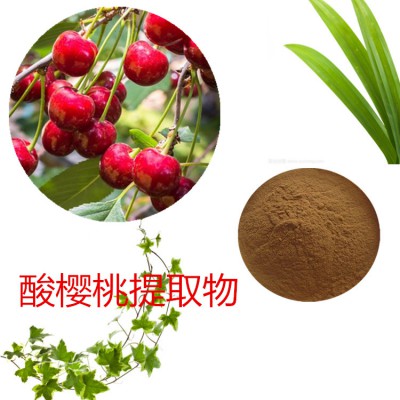 酸樱桃提取物 酸樱桃粉 酸樱桃速溶粉 酸樱桃浸膏粉