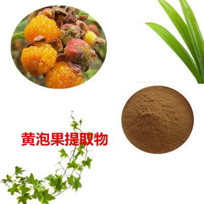 黄泡果提取物 黄泡果粉  黄泡果速溶粉 黄泡果浸膏粉
