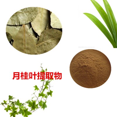 月桂叶提取物 月桂叶速溶粉 月桂叶浸膏粉  月桂叶浸膏粉