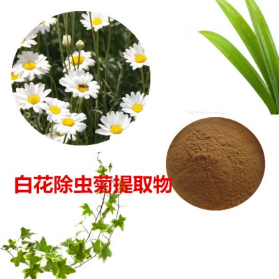 白花除虫菊提取物  白花除虫菊速溶粉 白花除虫菊浸膏粉