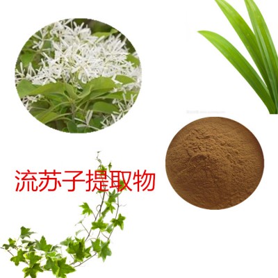 流苏子提取物  流苏子粉 流苏子速溶粉  流苏子浸膏粉