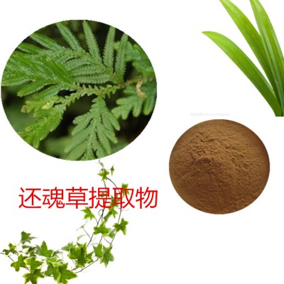 还魂草提取物  还魂草粉 还魂草速溶粉 还魂草浸膏粉
