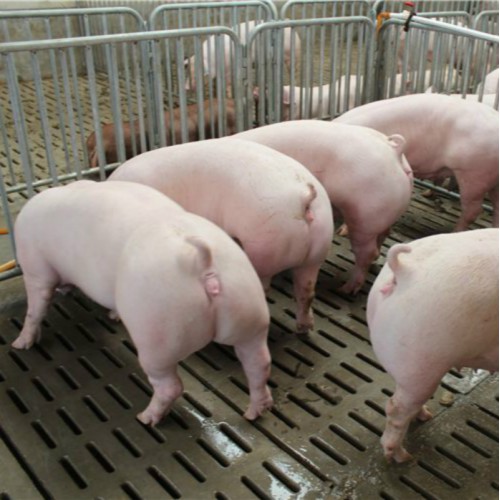 产仔母猪 白母猪 养母猪养殖场 二元母猪销售