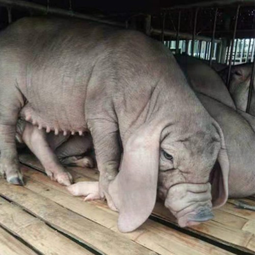 江苏太湖母猪一头 太湖小母猪 太湖仔猪