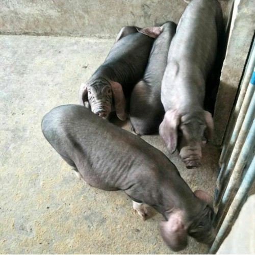 江苏太湖种猪养殖基地 良种猪小母猪苗 母猪种猪