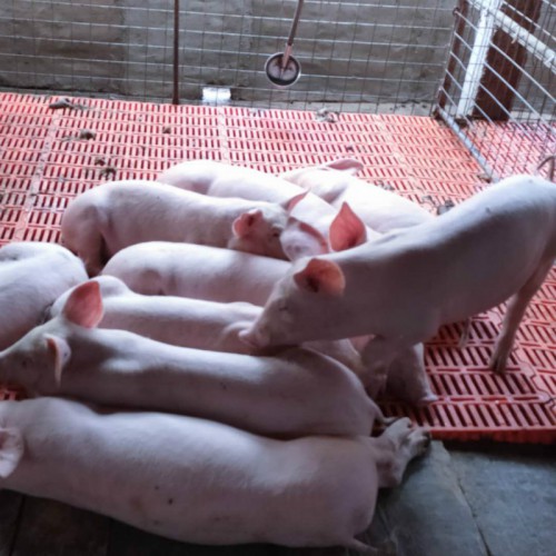 满月小母猪 原种长白母猪一头价格 新美系二元母猪