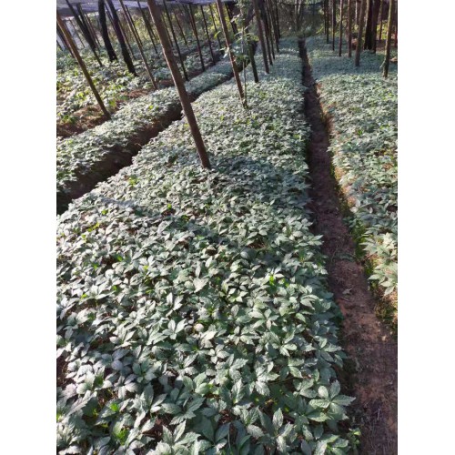 黑人参详细介绍、黑人参基地供应种苗