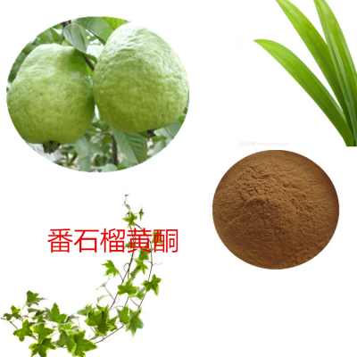 番石榴黄酮 10%  番石榴浸膏 番石榴提取液