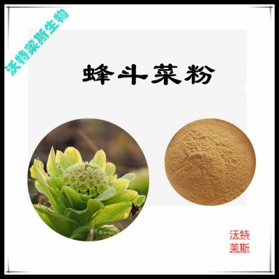 蜂斗菜提取物  蜂斗菜提取液  蜂斗菜浸膏  蜂斗菜粉