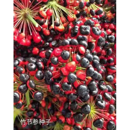 竹节参种苗、竹节参形态特征及种植技术