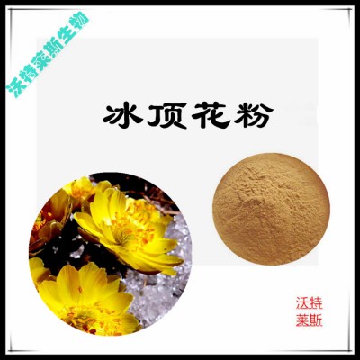 冰顶花粉 冰顶花提取物  冰顶花浸膏  冰顶花提取液