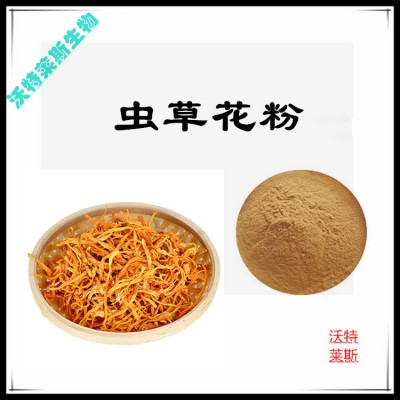 虫草花粉 虫草花提取物 虫草花浸膏 虫草花提取液