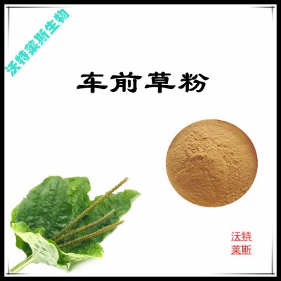 车前草粉 车前草提取物  车前草浸膏 车前草提取液