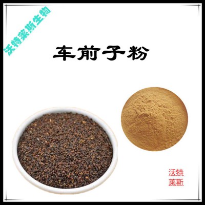 车前子粉 车前子提取物  车前子浸膏 车前子提取液