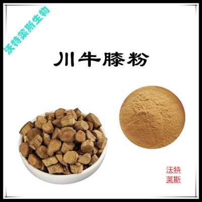 川牛膝粉  川牛膝提取物  川牛膝浸膏 川牛膝提取液