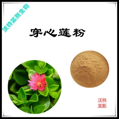 穿心莲粉  穿心莲提取物 穿心莲浸膏 穿心莲提取液