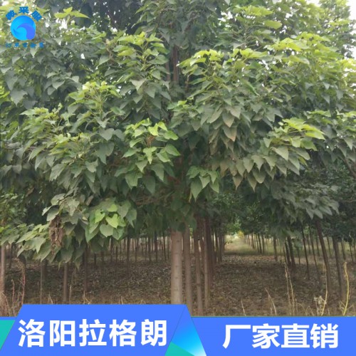 基地直销 楸树 喜光耐寒 楸树树苗批发