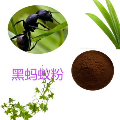 黑蚂蚁粉 黑蚂蚁提取物 黑蚂蚁浸膏 黑蚂蚁提取液