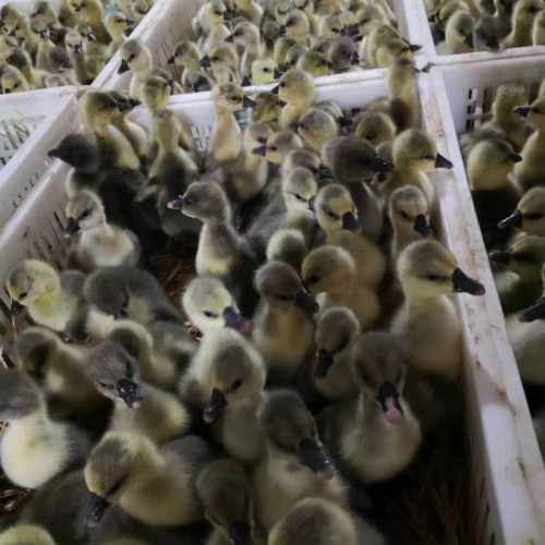 黑鹅苗 花鹅苗 灰鹅鹅苗 灰色鹅苗