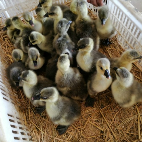 大品种灰鹅 江苏灰鹅苗 灰鹅苗价格 苗鹅