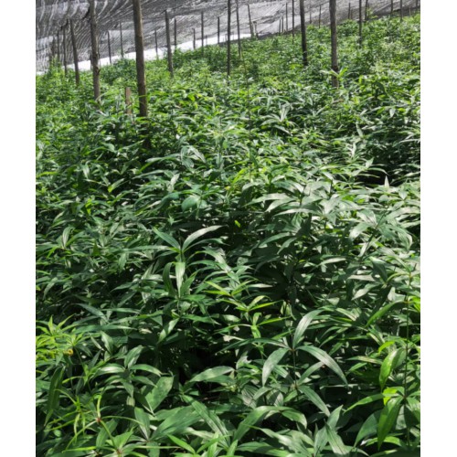 哪里有黄精种苗卖？求购黄精苗、黄精图片