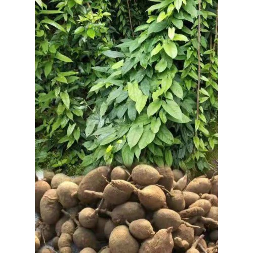 金果榄苗、地苦胆种苗及报价、金果榄种植技术