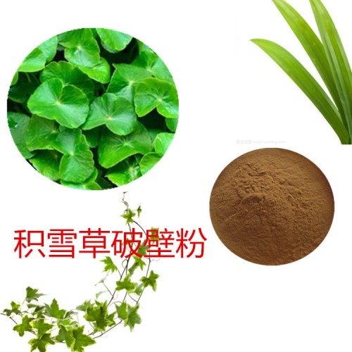 积雪草粉 积雪草破壁粉 积雪草浸膏 积雪草提取液