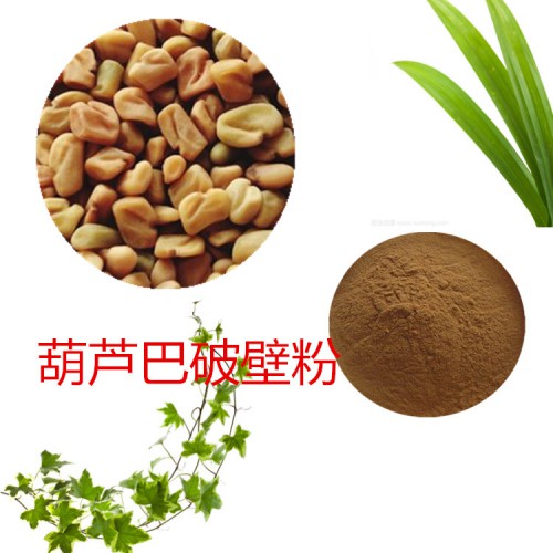 葫芦巴粉  葫芦巴破壁粉 葫芦巴浸膏  葫芦巴提取液