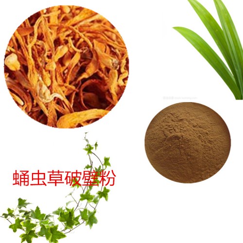 蛹虫草粉 蛹虫草破壁粉 蛹虫草浸膏  蛹虫草提取液