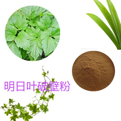 明日叶粉 明日叶破壁粉 明日叶浸膏  明日叶提取液