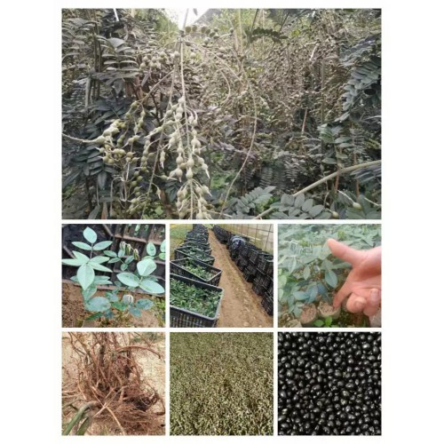 广西山豆根种子、山豆根种苗、山豆根栽培方法