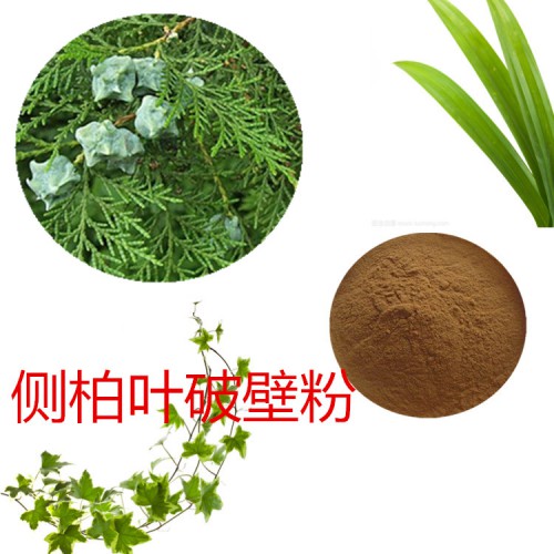 侧柏叶粉 侧柏叶破壁粉 侧柏叶浸膏  侧柏叶提取液