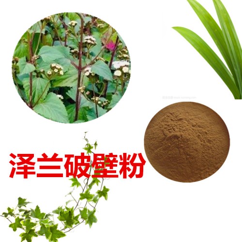 泽兰粉 泽兰破壁粉 泽兰浸膏  泽兰提取液