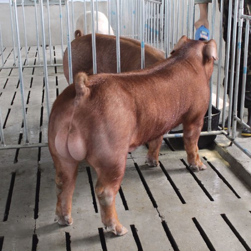 新台系杜洛克公猪 新美系杜洛克种公猪 200斤种公猪