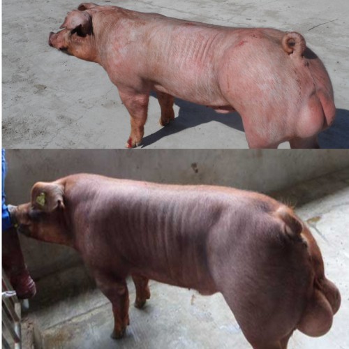 新美系杜洛克种公猪 杜洛克母猪价格 种猪繁育基地