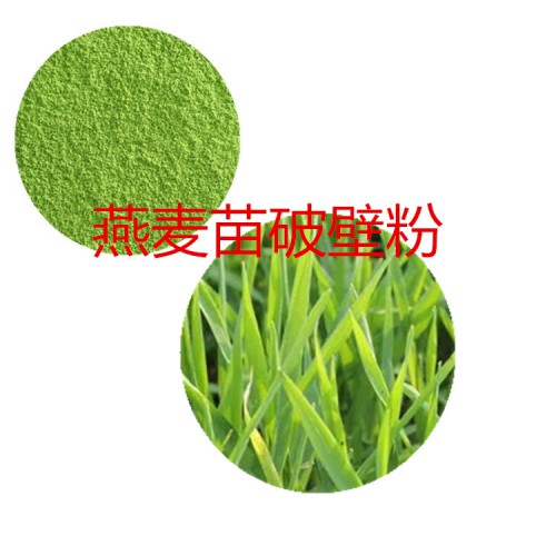 燕麦苗粉 燕麦苗破壁粉 燕麦苗浸膏 燕麦苗提取液
