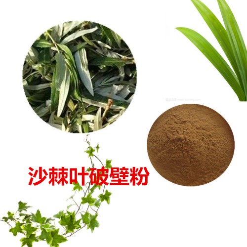沙棘叶粉 沙棘叶破壁粉 沙棘叶浸膏 沙棘叶提取液