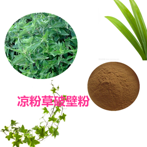 凉粉草粉  凉粉草破壁粉 凉粉草浸膏  凉粉草提取液