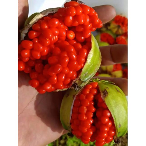 基地供应重楼种子、七叶一枝花种苗及种植方法